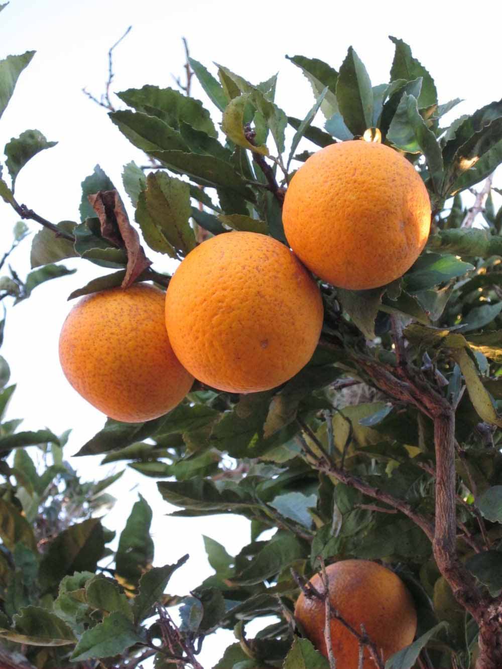              Fruit (Winter Haven, FL)       